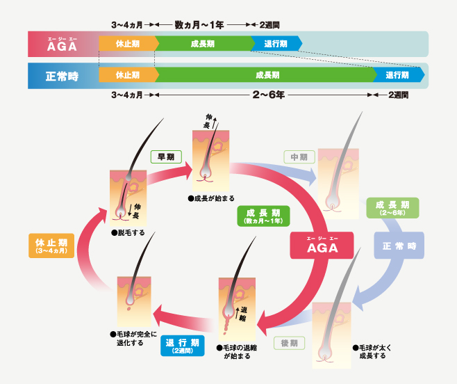 抜け毛進行ヘアサイクルの仕組み